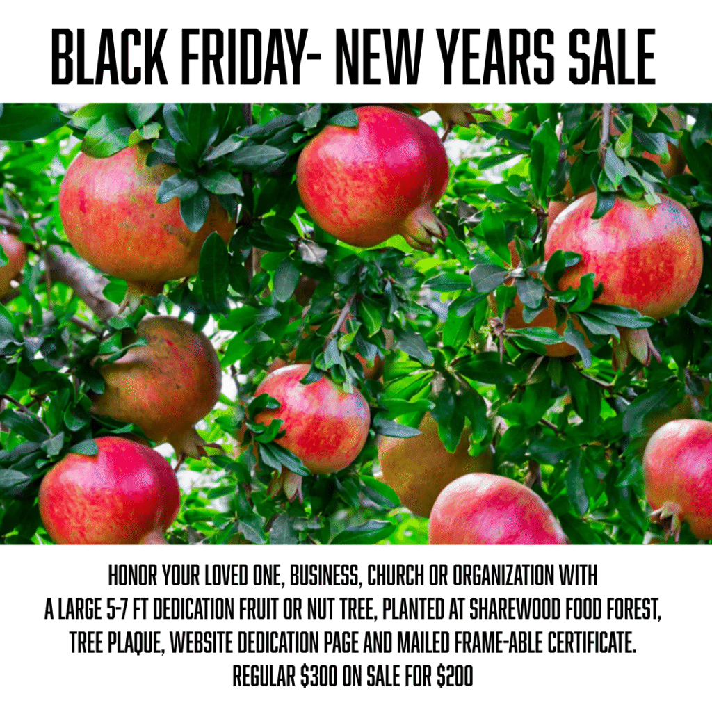 black friday dedication sale post